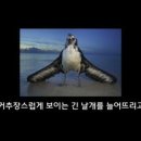 알바트로스 이미지