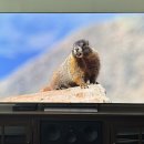 Ogu Ogu Dog 이미지