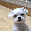 멍멍왈왈 이미지