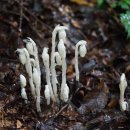 수정난풀 Monotropa uniflora L.(진달래과) 이미지