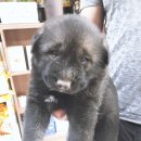 강담
