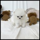 멍앤냥 강아지고양이 안양점 이미지