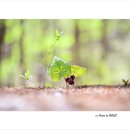 족도리 - 김포시 봉화로 165 | 족도리
