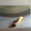 건일농장 이미지