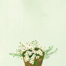 마트리카리아 이미지
