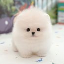 송이로14길 네이버블로그