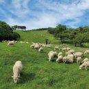 상수축산 이미지