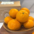 [제철과일 추천] 봄 간식으로 딱! 제주 고당도 카라향 솔직 후기