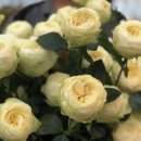 퓨어(PURE) 이미지