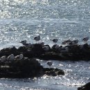 부산갈매기 이미지