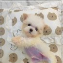 꽃강아지 이미지