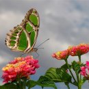 절부마을 이미지