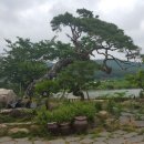 게스트 하우스 소나무 이미지