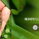 동영건강원 | [공지] 개구리즙(진액.엑기스) 판매하는 개구리농장,건강원 정말 이래도 되나?