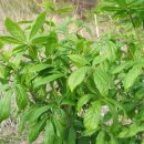 물골농장 이미지