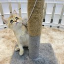 캣초딩 고양이분양 김포구래점 | [일상] 김포고양이 캣초딩에서 새식구 맞이해요:)