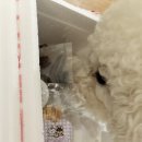 멈머(mummuh) 이미지