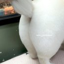궁댕이 애견미용실 이미지