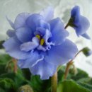 바이올렛 이미지