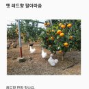 주경농원