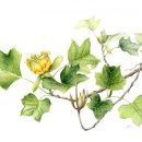 꽃그림 보타니컬아트 이미지