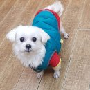 헤어살롱 조이 네이버블로그