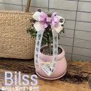 블리스데이(Bliss Day) | 울산개업화분 [블리스] 합리적인 가격에 고퀄리티 화분 솔직후기