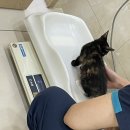 오매참치알지 | [임보 일기] 나 정깜디, 동물 병원 썰 푼다. 47-49일