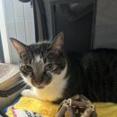 냥냥스테이 이미지