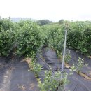 형제농원 이미지