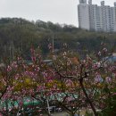 부천 춘덕산 복사꽃 축제,궤적 2019.4.20 이미지