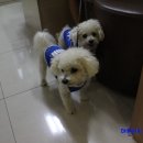 부자동물병원 이미지