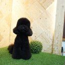 도그트리 이미지