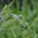 호박넝쿨 이미지