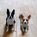 이레네 강아지 이미지