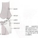 주관절(Elbow) Ⅰ. 이미지