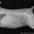 선부중앙동물의료센터 이미지