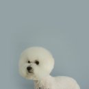 스타애견미용 이미지