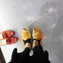 진참치신평점 이미지