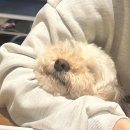 대천목장 | 대천 실내 애견 동반 가능한 오션뷰 카페 인쇼어 내돈내산