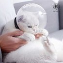 우주펫 이미지