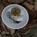 제 179회 산들가족 숲탐방 - 개구리 , 도룡뇽아 안녕~~(마감되었습니다) 이미지