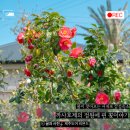 까사인 제주 | 제주 서귀포 감성숙소 독채펜션 까사호제의 봄, 벚꽃과 동백이 피어난 정원 소식