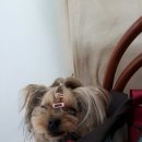 더봄애견 이미지