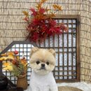 누누띠네 이미지