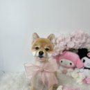 니니 애견 미용실 이미지