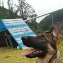 애견친구 이미지