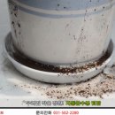 화분들닷컴 네이버블로그