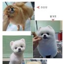 그루밍031 이미지