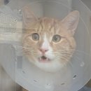 상무동물병원 이미지